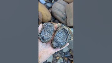 Opening a Jurassic age ammonite nodule to reveal a gorgeous fossil