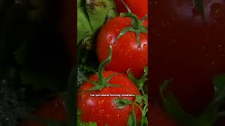 Do This to Your Tomatoes Right NOW #gardening #garden #gardeningtips #shorts