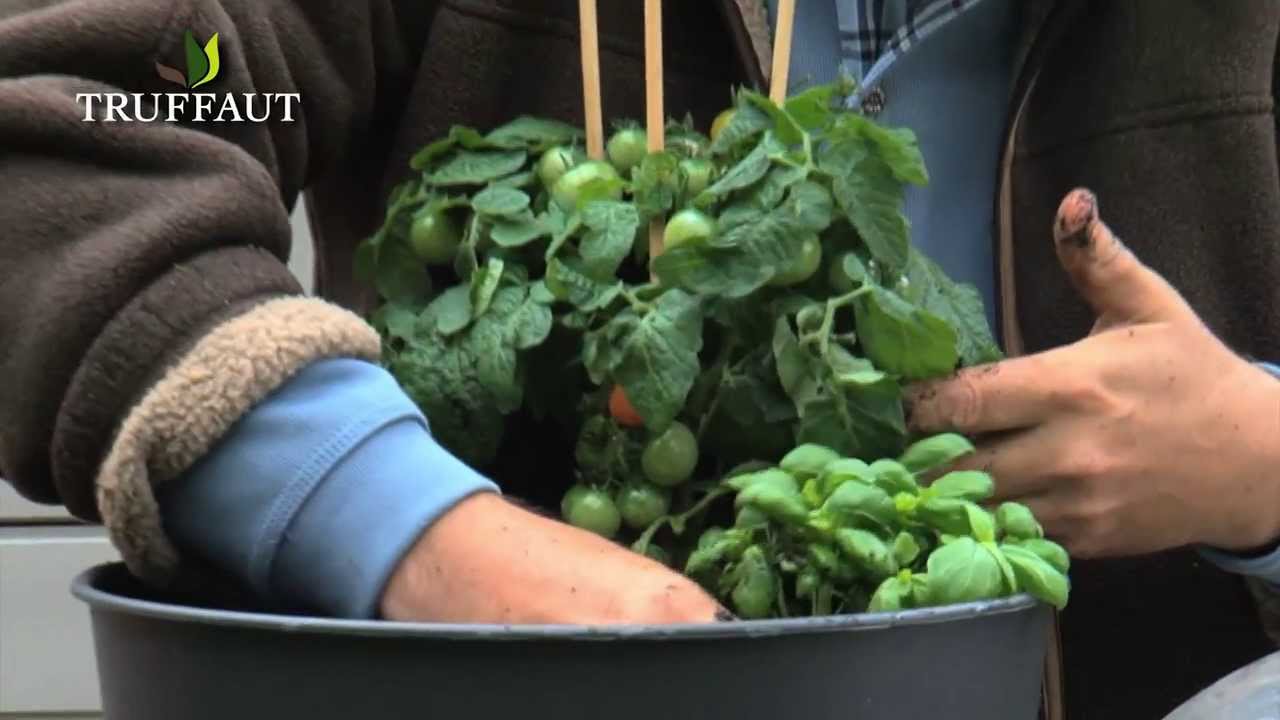 comment planter le basilic