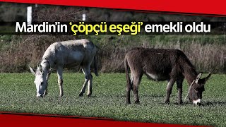 Mardin’de Çöp Toplamakta Kullanılan Eşek Emekli Oldu