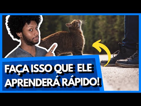 COMO ENSINAR O NOME PARA O GATO? | COMO FAZER O GATO ATENDER PELO NOME