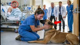 His Military Dog Attacked Every Stranger — Except the Nurse Who Knew Its Secret Command
