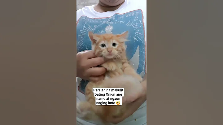 Video 11418141: pure persian kitten, persiankitten