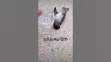 عصفور ميت من الحر خطية شوفوا شصار فيه 