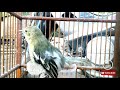 Pancingan Burung Cipoh Sirtu Gacor Suara Nyiull Nyiull Mp3 - Mp4 Download