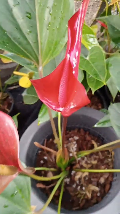 එයාව ඔනිද?0752878676