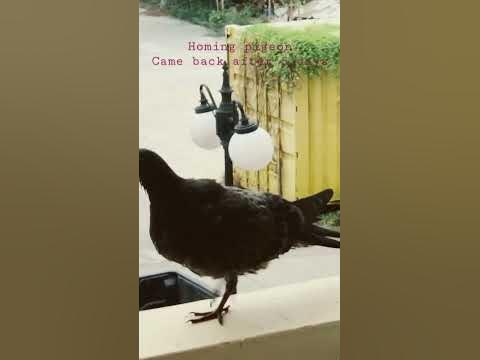 #homingpigeons #pigeon #thisisthailand #bangkok #googlelens #birds