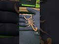 One of my favourite species of scorpion! think I need to do a video on this amazing beastie