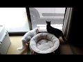 #21 野良ネコ発見(音量注意) - cats found a cat -