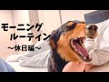 愛犬と過ごす休日モーニングルーティン【ダックスフンド】