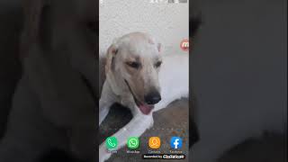 como colocar skin no word truck simulator.funciona