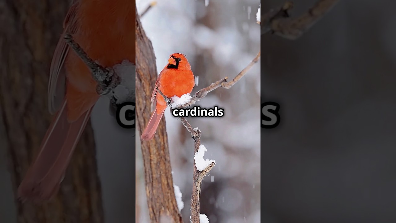 How Cardinals Thrive in the Snow ❄️ 
