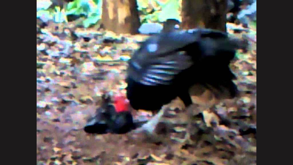 A fight turkey Vs crow YouTube
