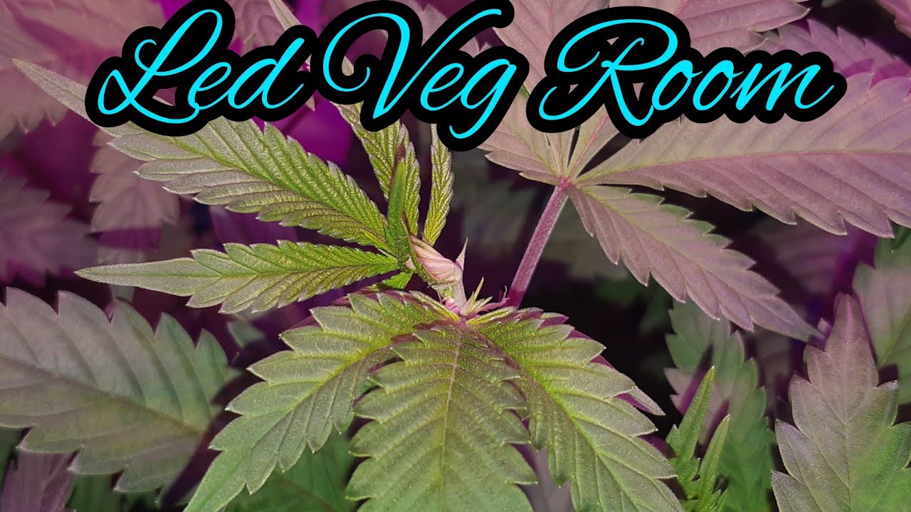 INDOOR GROW, VEGGING CANNABIS UNDER LED GROW LIGHTS - YouTube