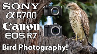 Sony a6700 Canon R7 Bird Photography 200-600 & 100-500 Lenses! Birds In Flight