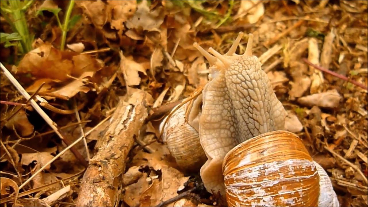 snails & double love darts mai 2014 YouTube