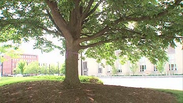 Indiana State University trying to save the Ash trees