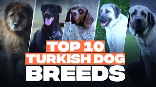 Top 10 Turkish Dog Breeds You’ll Love!