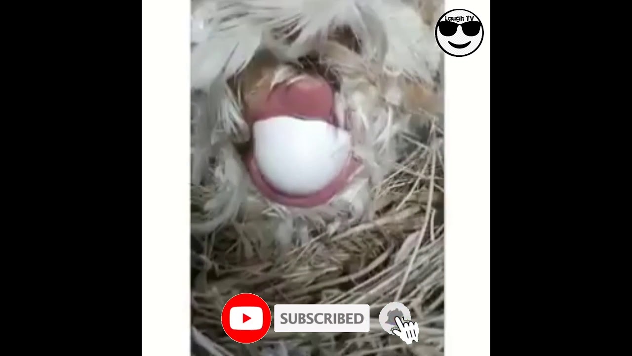 Super Laughtrip Haha