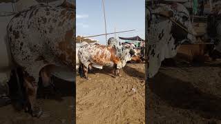 Cow Mandi Season 2023  | Karachi Cow Video | Eid-Ul- adha in Pakistan | Karachi Cattle FQ Shorts