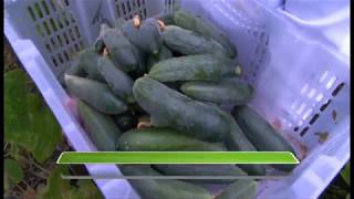 картинка: «КазАгро: шаги навстречу»