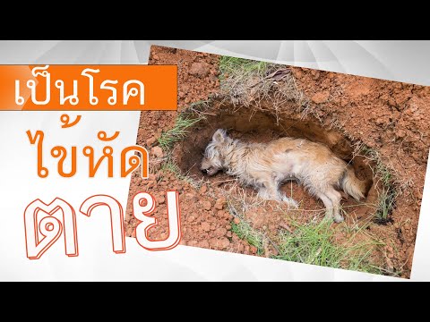 ยาหัด สุนัข ไข้หัดสุนัข ระยะสุดท้าย โรคหัดสุนัข ยาเขียว สมุนไพรรักษาโรคหัดสุนัข ไข้หัดสุนัข หายมั้ย