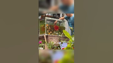 đem tất cả cá ba đuôi thả qua hồ mới #pet #animals #fishing #fish #goldfish #shorts #baopet