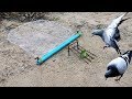Smart Bird Trap Using Net and Blue Pipe | Learning to Make easy Bird trap