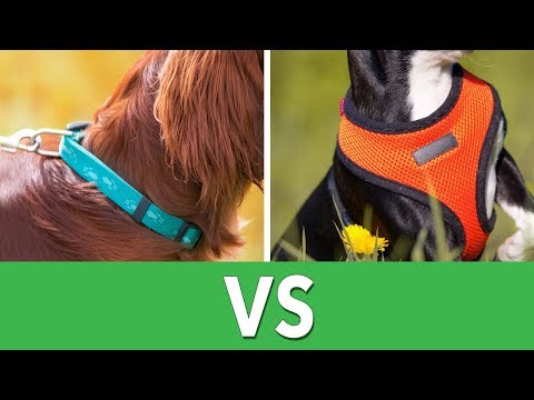 Video: Why You Need A Dog Collar