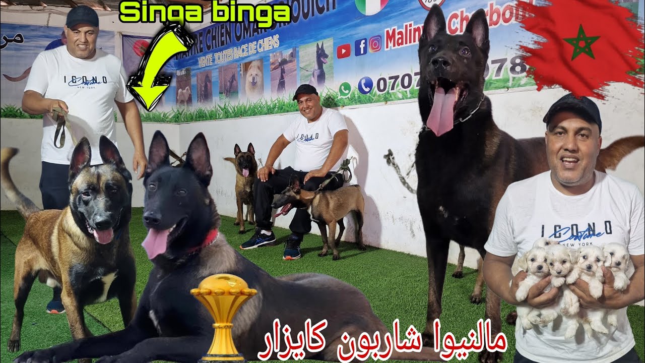 مباشرة مع عمر درويش واحسن مالنيوا شاربون كايزار وكايزار الكلاب الحراسة وشراس واثمني جدا مناسب وجمالك