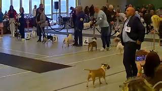 Bull terrier Championship show and Country competition 2023  (Part2)