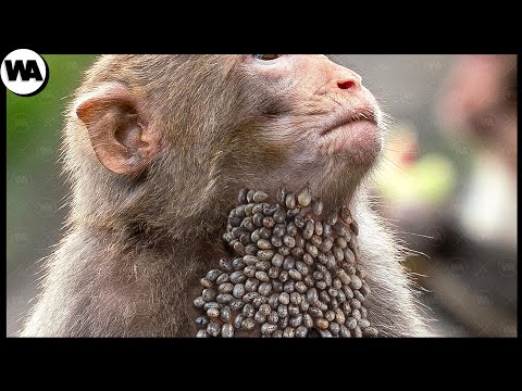 Vidéo: Les chimpanzés sont-ils quadrupèdes ?
