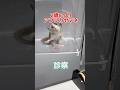 皮膚が痒そうな2歳8ヶ月のアフリカヤマネが動物病院にやって来た!