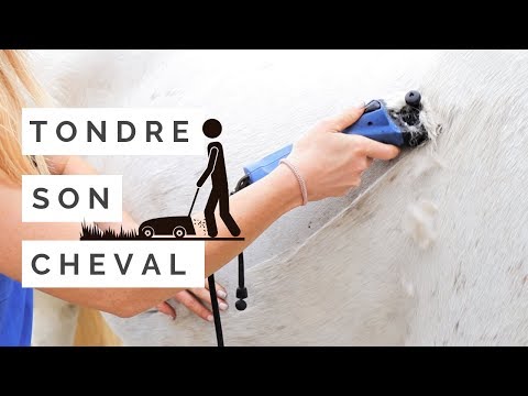 Vidéo: Modèles De Tondeuse à Cheval Et Quand Les Utiliser