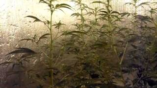 P1 Week 3 of Flower