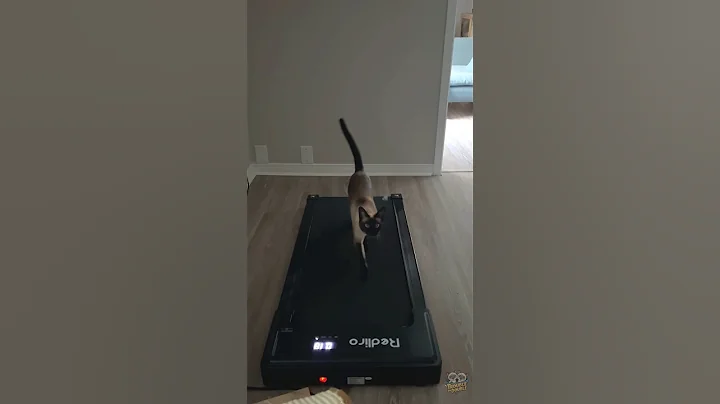 Video 11276431: siamesecats funnycats, siamesecat catlover, siamese cat love