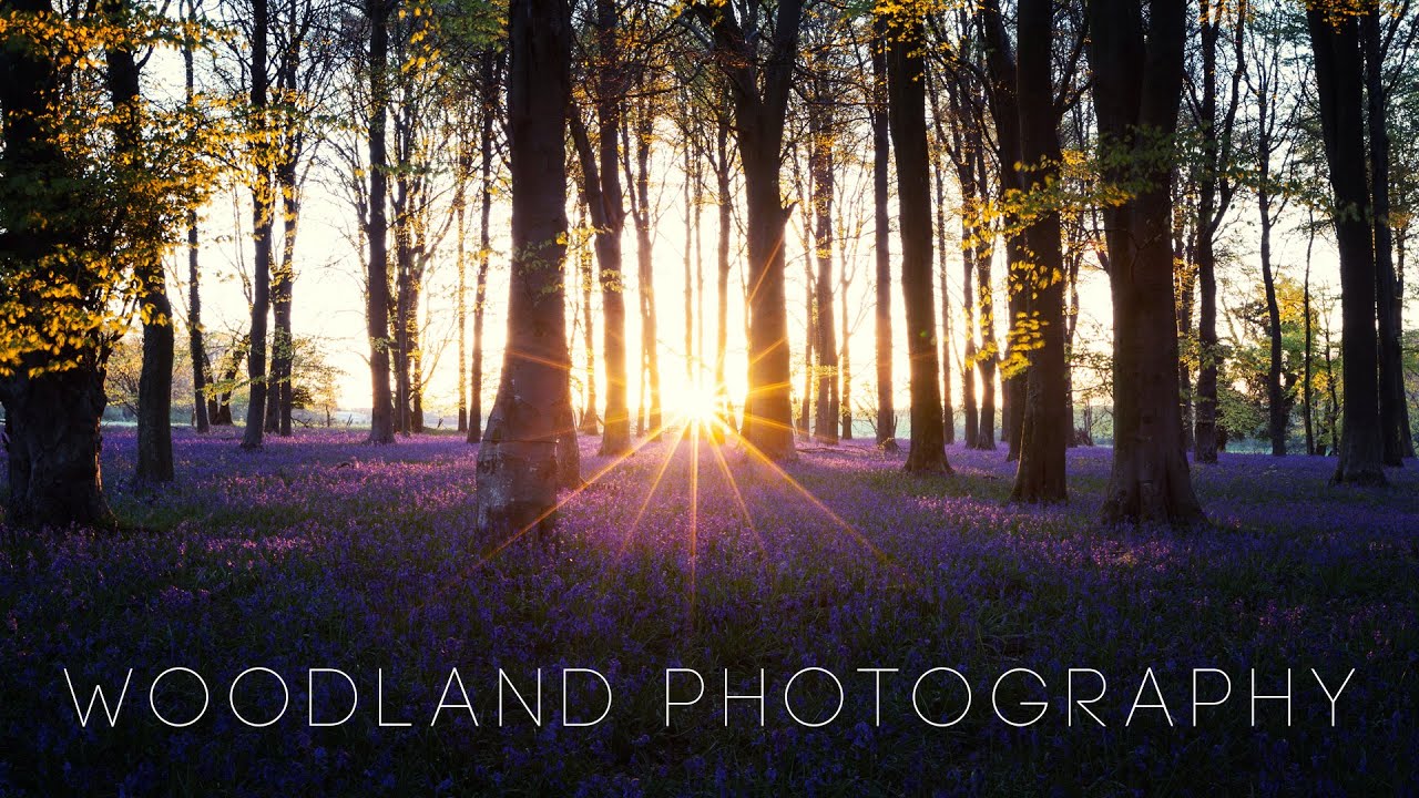Woodland Photography + Bluebells