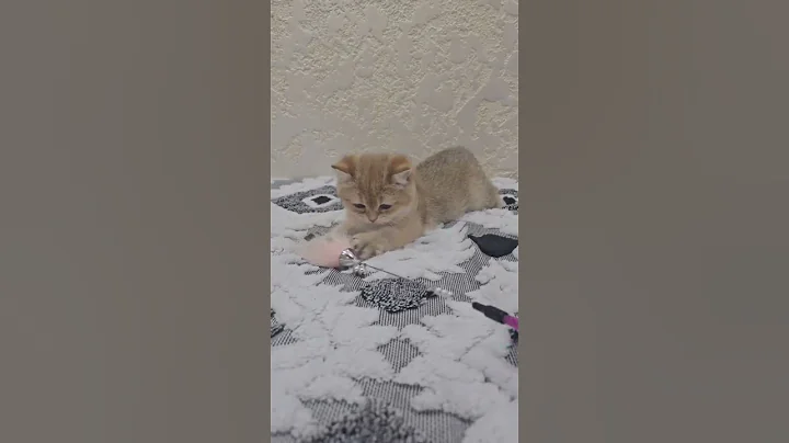 Video 11717331: british shorthair kitten meets, british shorthair golden kitten, british shorthair female kitten, british shorthair black kitten