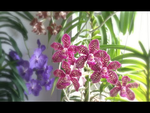 Bumblebee's Orchids