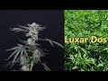 Paradise seeds new strains 2023