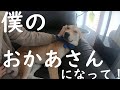 元保護犬がおかあさんを手に入れるまで