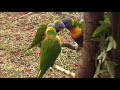 Rainbow Lorikeet courtship dance and mating