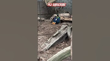 Wao nice bird, #love #hd #birds #wood #funny #woodworking #music #memes