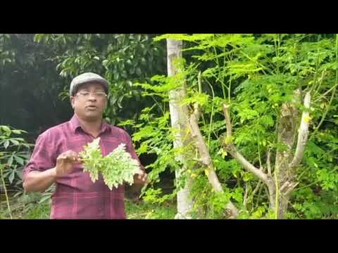 Video: Maklumat Tumbuhan Telur Goreng - Cara Menjaga Tanaman Telur Goreng