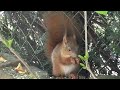 Das gefräßige Eichhörnchen 🐿️ 