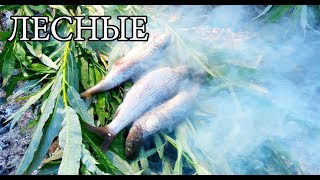 ГОРЯЧЕЕ КОПЧЕНИЕ РЫБЫ и РЫБА В УГЛЯХ - Примитивная кухня | Бушкрафт посуда | FISH IN COALS ГОРЯЧЕЕ КОПЧЕНИЕ РЫБЫ и РЫБА В УГЛЯХ - Примитивная кухня | Бушкрафт посуда | FISH IN COALS