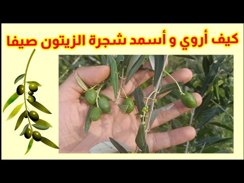 فيديو: أشجار الزيتون هاردي - معلومات عن زراعة الزيتون في المنطقة 8