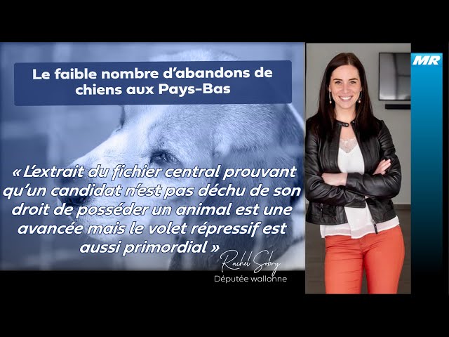 Le faible nombre d'abandons chiens aux Pays Bas