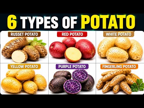 Little Tastey Potato: The TikTok Food Trend Explained