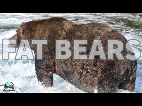 Why Do Katmai's Bears Get So Fat? | Fat Bear Week 2022